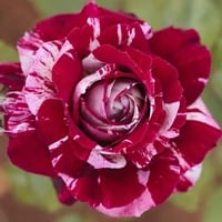 Image 2 of Pre-Order - JULIO IGLESIAS ROSE