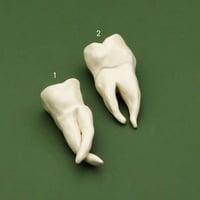 Image 2 of Ceramic Teeth Wall Hangers (Small and Large)