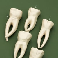 Image 3 of Ceramic Teeth Wall Hangers (Small and Large)
