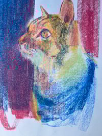 Image 2 of 'Colour kitty'