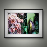 Image 4 of 'Roses and Green'