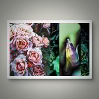 Image 2 of 'Roses and Green'