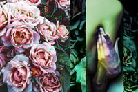 Image 1 of 'Roses and Green'