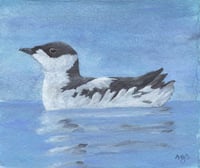 Image 1 of Marbled Murrelet