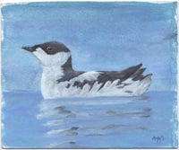 Image 2 of Marbled Murrelet
