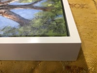 Image 3 of Broken Hill Gums