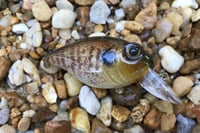 Image 2 of  Custom Airbrushed Crankbait 653