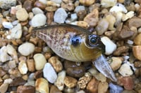 Image 4 of  Custom Airbrushed Crankbait 653