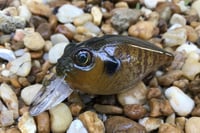 Image 3 of  Custom Airbrushed Crankbait 653