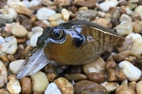 Image 5 of  Custom Airbrushed Crankbait 653