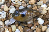 Image 1 of  Custom Airbrushed Crankbait 653