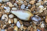 Image 6 of  Custom Airbrushed Crankbait 653