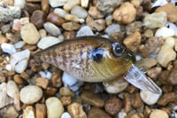 Image 7 of  Custom Airbrushed Crankbait 653