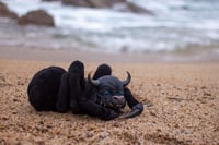 Image 15 of Ushi oni poseable artdoll [PREORDER]