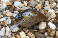 Image 1 of  Custom Airbrushed S-CRANK 1.5 Squarebill Crankbait 887