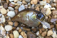 Image 2 of  Custom Airbrushed S-CRANK 1.5 Squarebill Crankbait 887