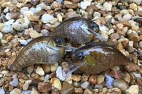 Image 5 of  Custom Airbrushed S-CRANK 1.5 Squarebill Crankbait 887