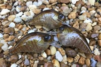 Image 6 of  Custom Airbrushed S-CRANK 1.5 Squarebill Crankbait 887