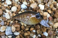 Image 3 of Custom Airbrushed Crankbait 959