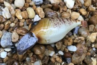 Image 5 of Custom Airbrushed Crankbait 959