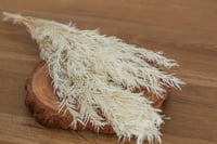 Image 1 of Preserved Melaleuca Bracteata -OFF White