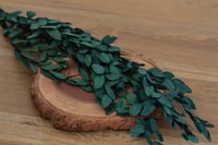 Image 1 of Preserved Eucalyptus Leaves - Green