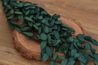 Image 2 of Preserved Eucalyptus Leaves - Green