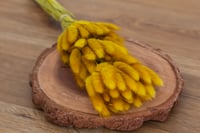 Bunnys Tail - Mustard