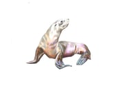 Sealion Print