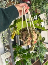 Image 3 of Pre- Order Perlie : String of Pearls 