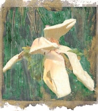 Image 1 of Spiced Spumoni (magnolia x brooklynensis), 2025, acrylic, oil, interference, iridescent on paper. 