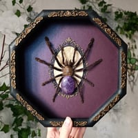 Image 1 of Malaysian earthtiger tarantula