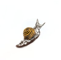 Image 1 of Birch & Yellow Medium Snail