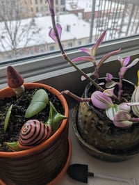 Image 3 of Green & Pink Snail #1