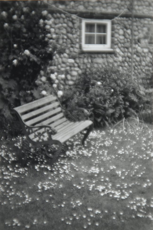 Daisies in Audrey's garden.