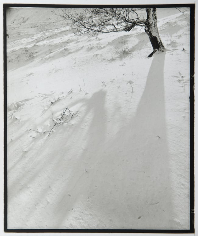 Tree shadow in the snow.