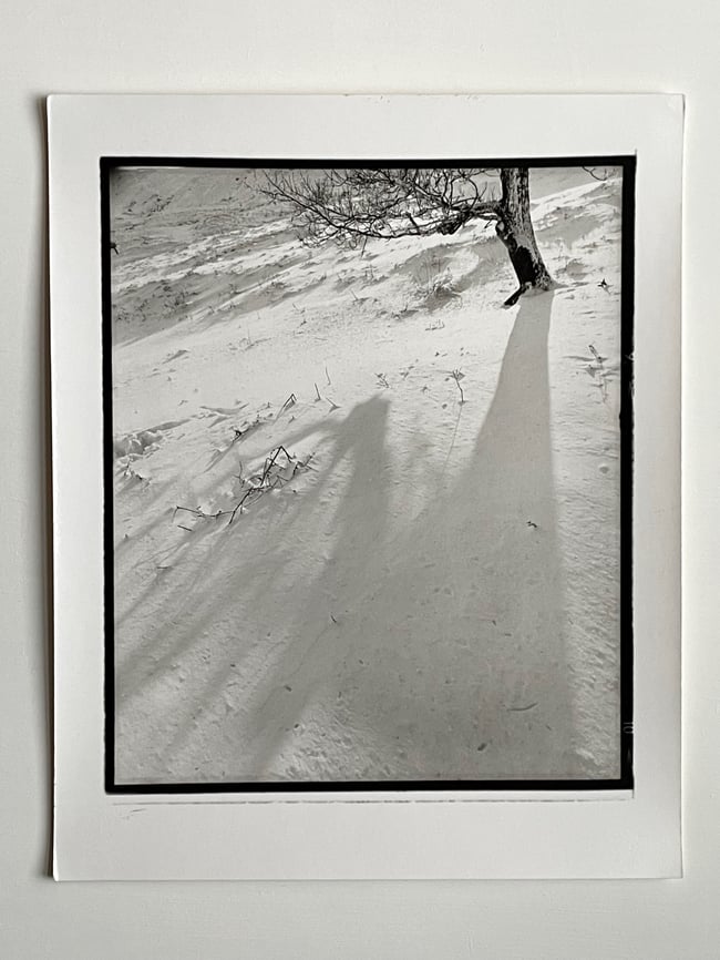 Tree shadow in the snow.