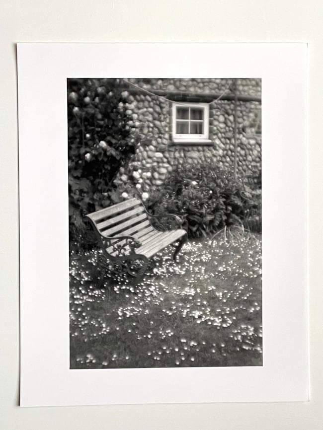 Daisies in Audrey's garden.