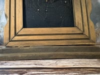 Image 4 of Fossil Collection