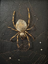 Image 3 of Fossil Collection