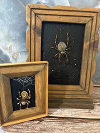 Image 1 of Fossil Collection