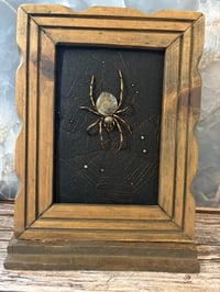 Image 2 of Fossil Collection