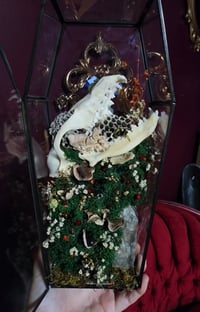 Image 1 of Coffin Terrarium 