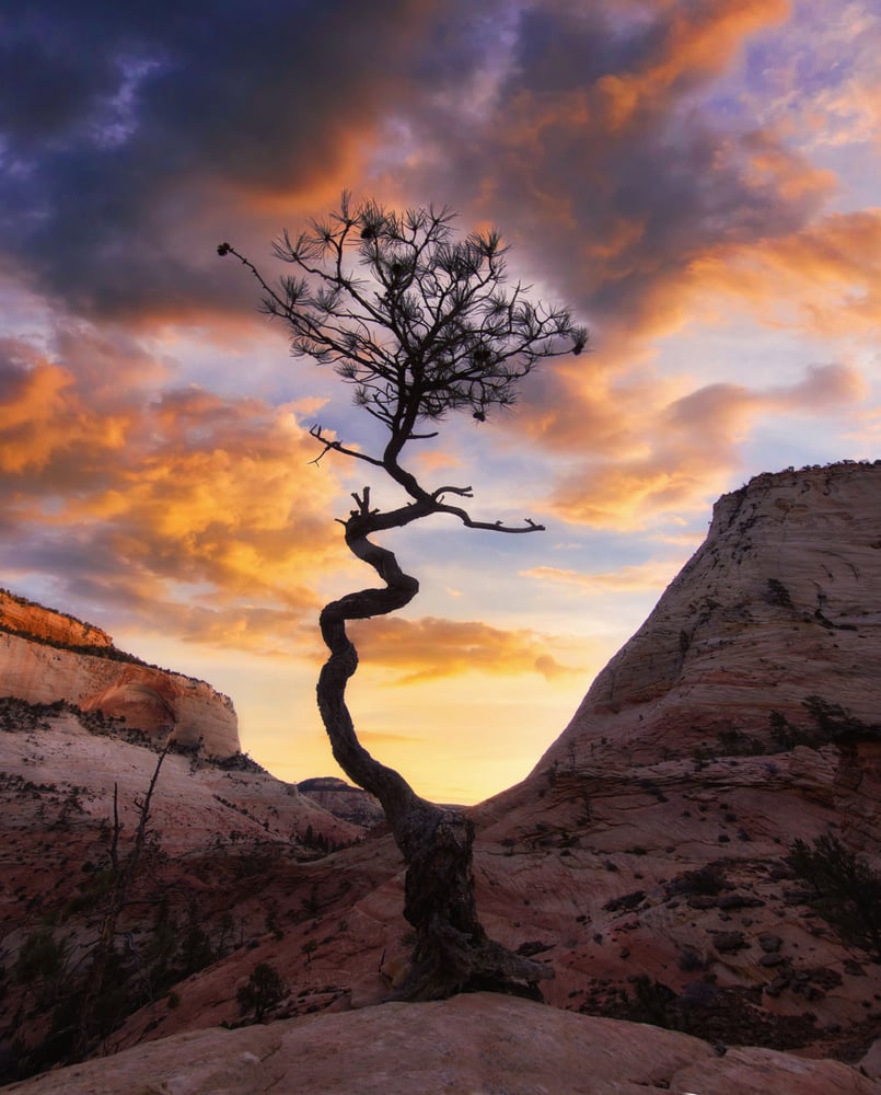 Image of Tree of Zion 