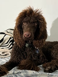 Image 3 of Onyx Stud Service