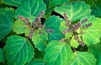 Image 1 of Patchouli Essential Oil