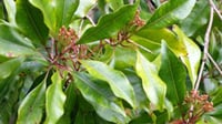 Image 1 of Clove Leaf Essential Oil