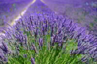 Image 1 of Lavender Essential Oil
