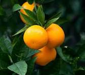 Image 1 of Orange Essential Oil