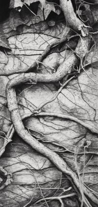 Image 5 of WORKSHOP - CHARCOAL DRAWING 